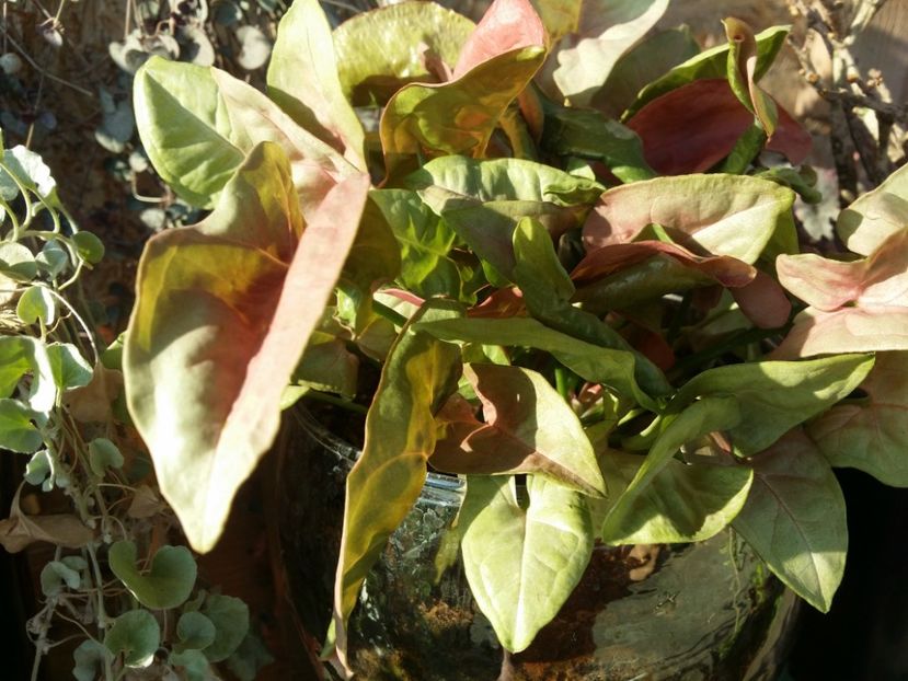  - plantutele mele
