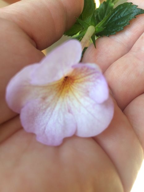 3.09.2020- Lavender Bliss - Achimenes 2020
