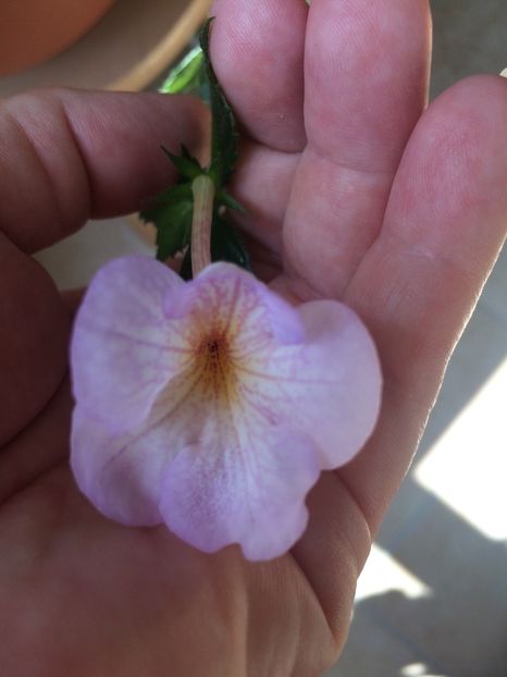 3.09.2020 - Lavender Bliss