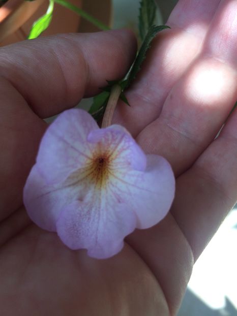 3.09.2020 - Lavender Bliss