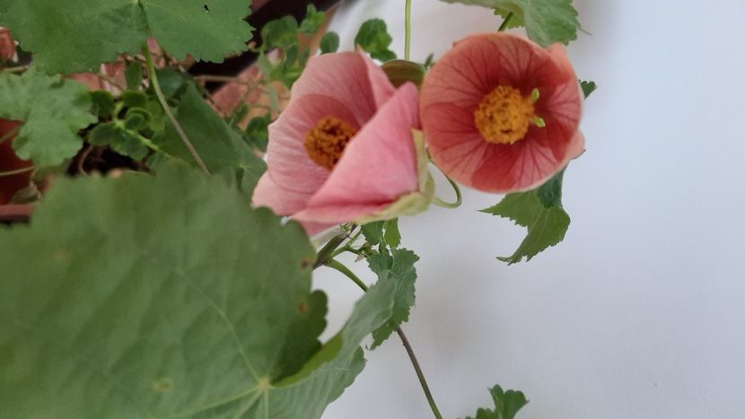  - diverse flori 2020