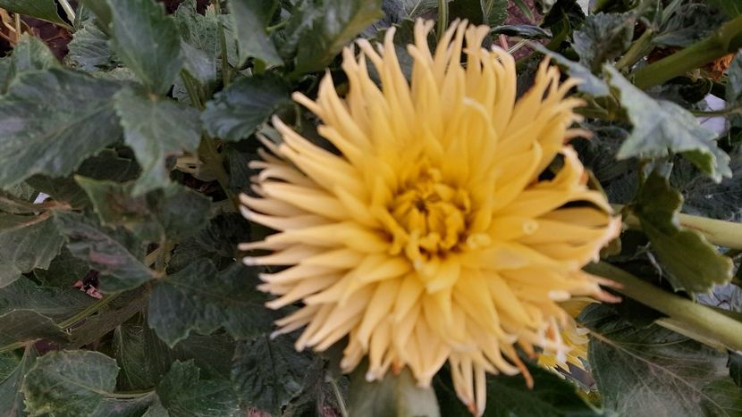  - diverse flori 2020