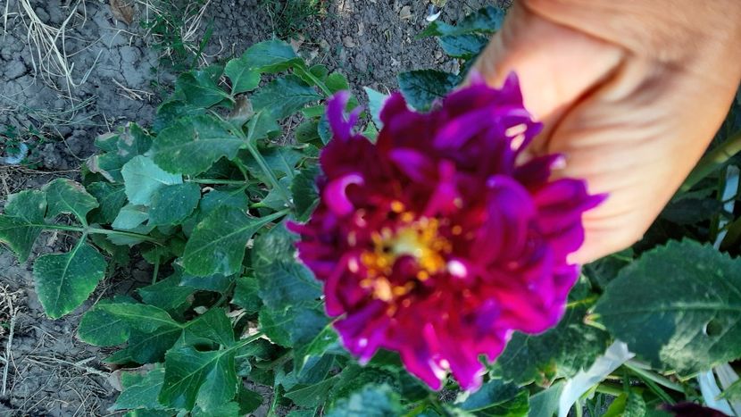  - diverse flori 2020