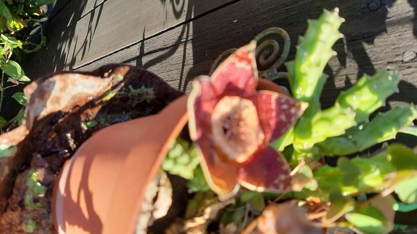  - diverse flori 2020