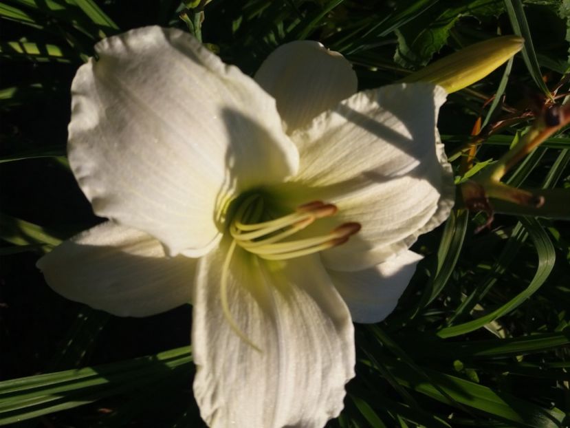  - HEMEROCALISI de vanzare in 2020