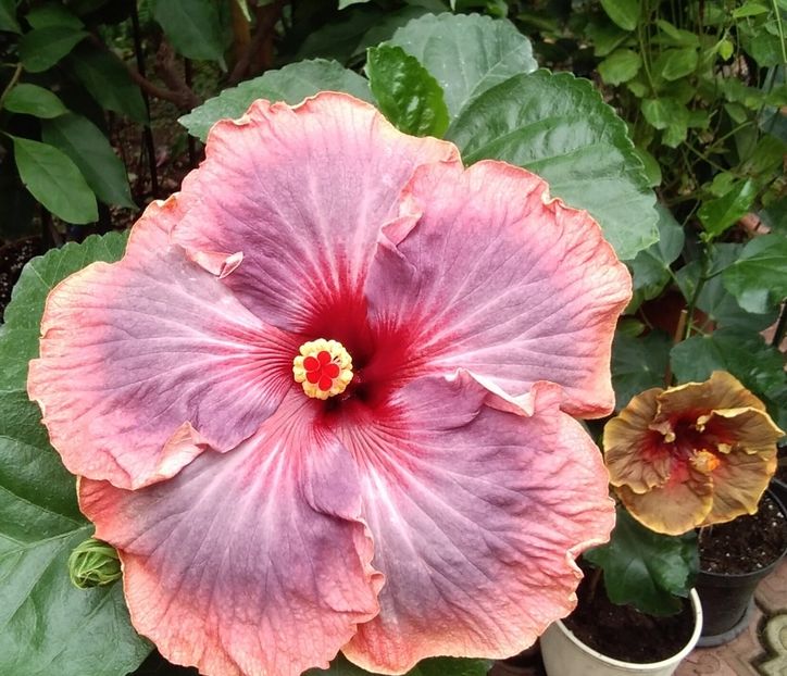 prima zi - Hibiscus Luck by Chance