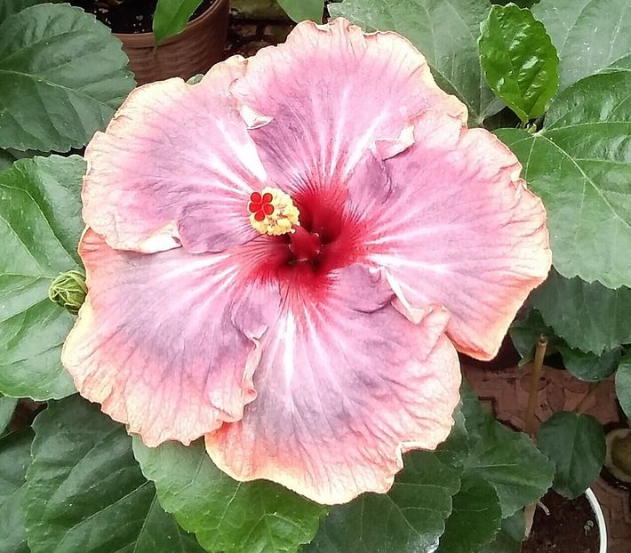  - Hibiscus Luck by Chance