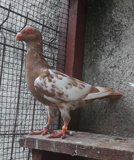 F  4 - 5 luni - Carunculați 2020