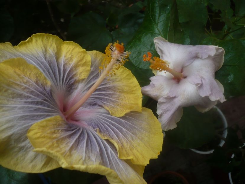 P1460231 - HIBISCUSI 2020-4