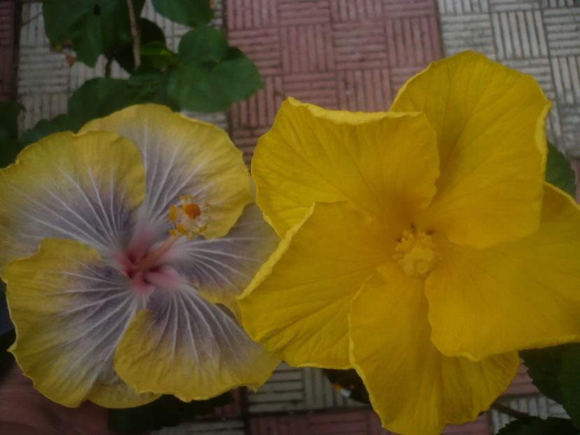 P1460233 - HIBISCUSI 2020-4