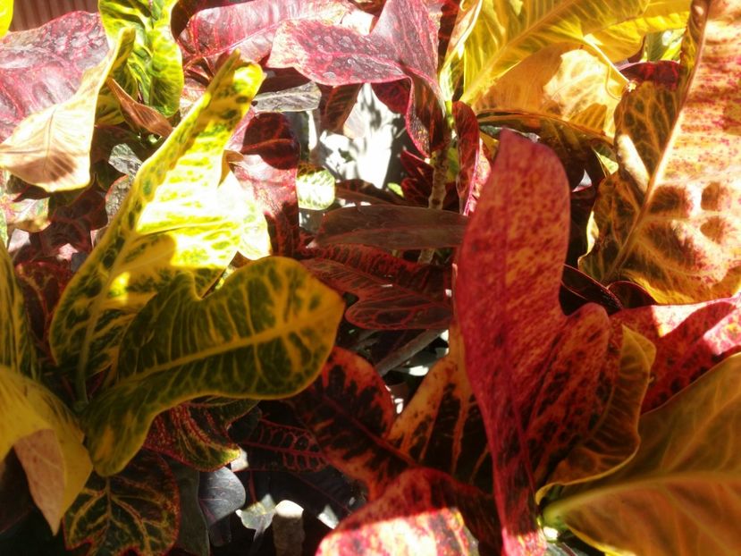  - plantutele mele