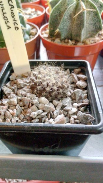E. villosa RMF185 - Eriosyce
