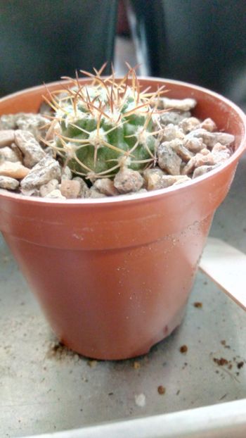 P. bulbocalyx RMF660 - Pyrrhocactus--Eriosyce