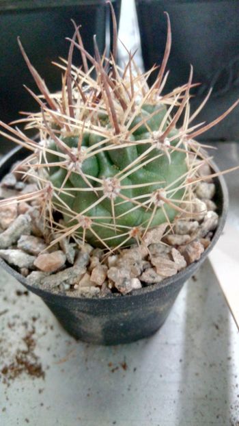 P. multicolorspinus JN1420 - Pyrrhocactus--Eriosyce