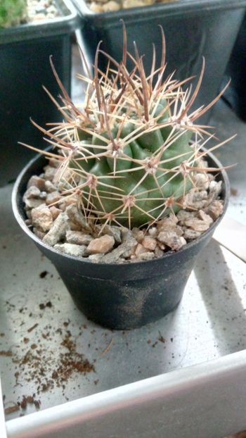 P. multicolorspinus JN1420 - Pyrrhocactus--Eriosyce