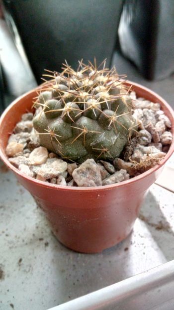 C. calderana RMF9 - -calderana