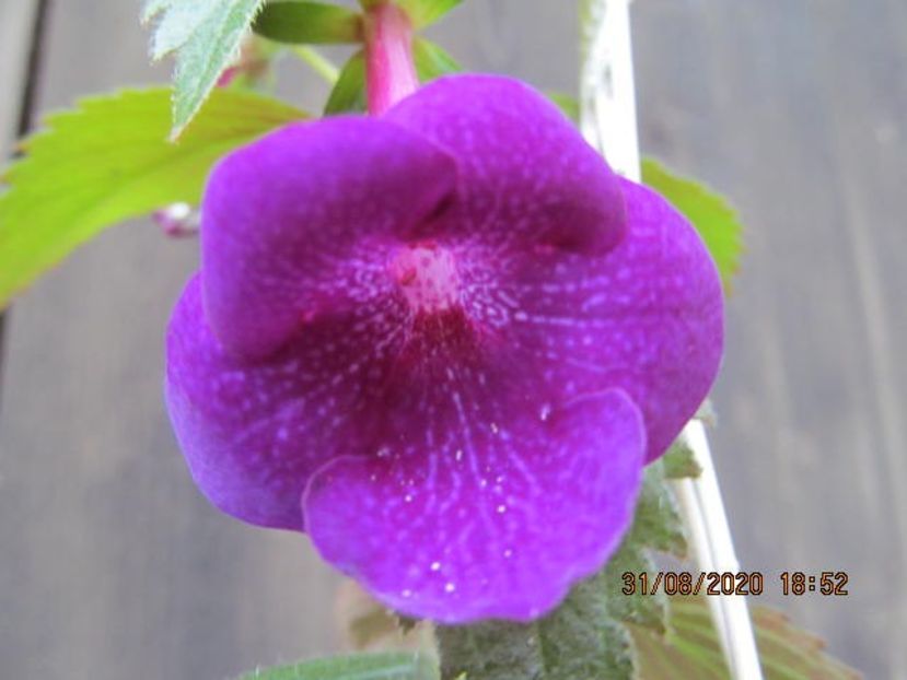 Jennifer Good - Achimenes 2020