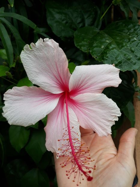 albo lacinatus - 45 lei rezervat - poze