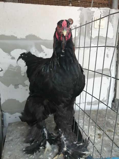  - Brahma potarnichiu albastru silver Orange bobat si HI