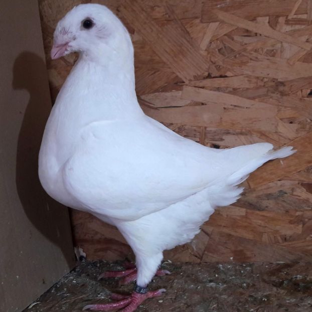  - 3---AGH DAȚI 2019 - 2025