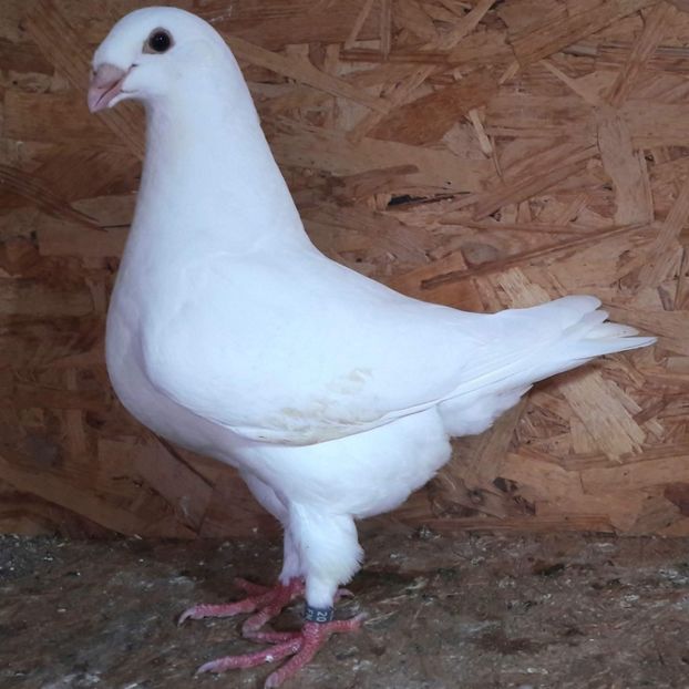  - 3---AGH DAȚI 2019 - 2025