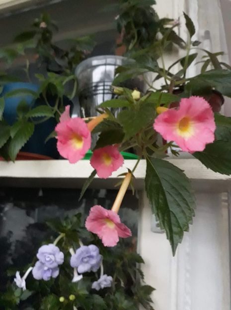 2020 ...cu Saint Malo... - R20 - Peach Glow