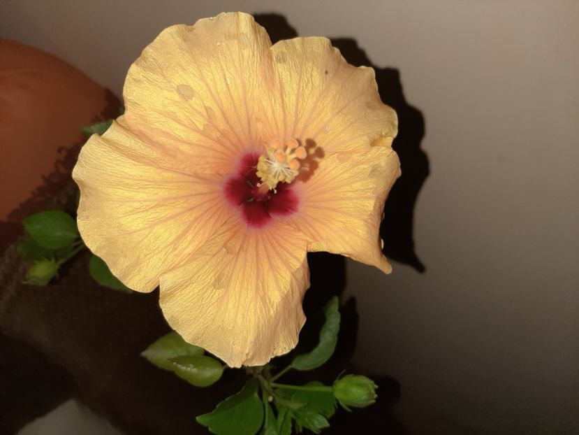  - Florile mele în septembrie 2020