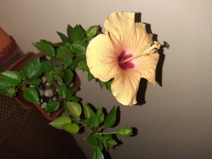  - Florile mele în septembrie 2020