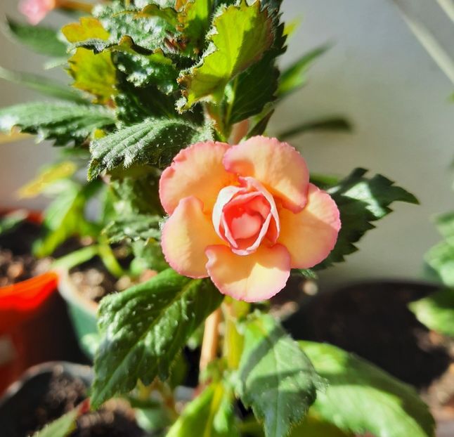 20200904_092724~2 - CYTRO ROT