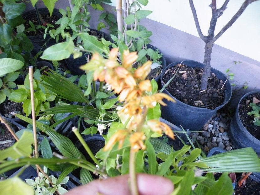 isoplexis canariensis - 2020