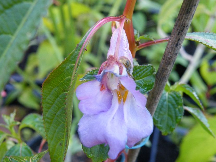 impatiens arguta - 2020