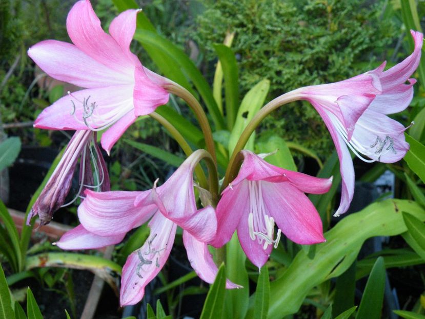 crinum powelli - 2020