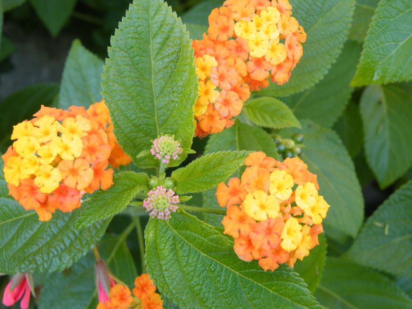 orange pur - 2020