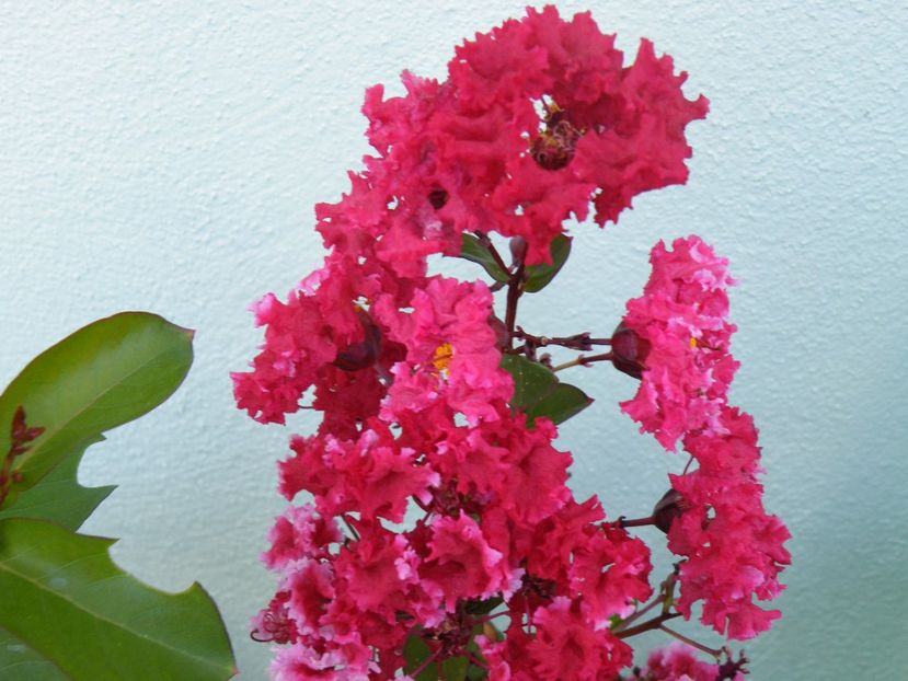 lagerstroemia dynamite - 2020