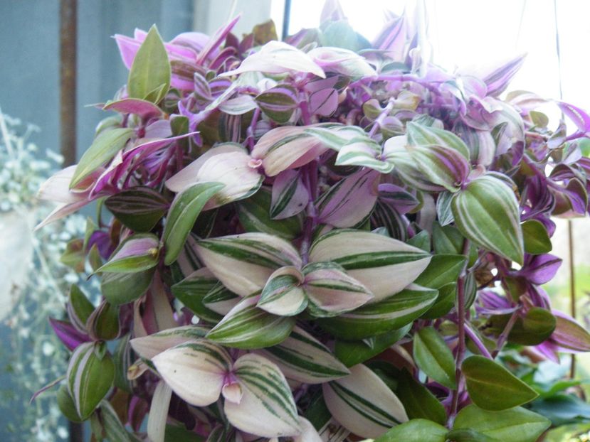 tradescantia quadricolor - 2020