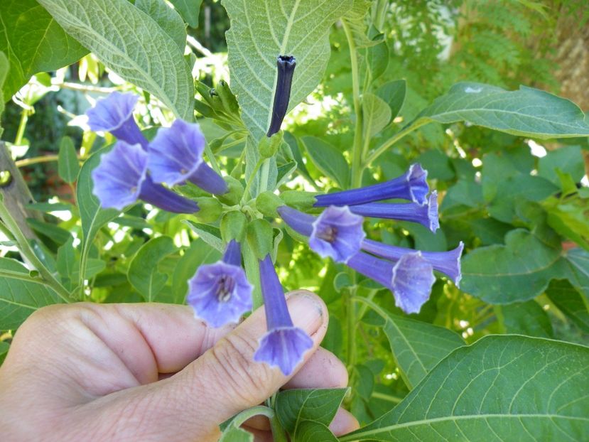 iochroma cyanea royal blue - 2020