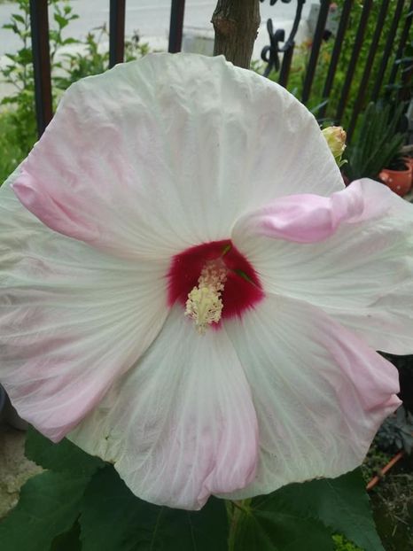 ...si copilul. - Moscheutos Summerific