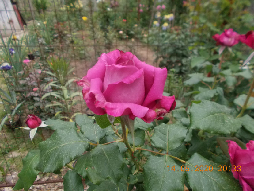  - TRANDAFIRI-2020