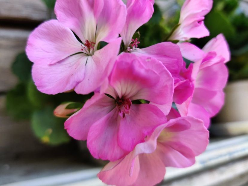 Roz deschis cu baza alba - Muscate