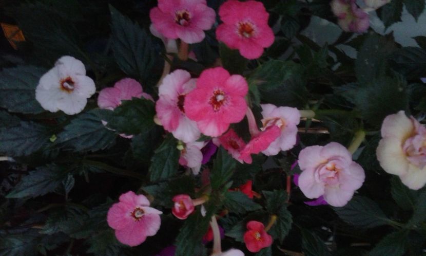  - achimenes 007 iem1985 2020