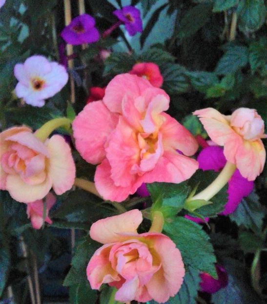  - achimenes 007 iem1985 2020