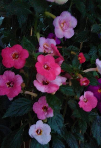  - achimenes 007 iem1985 2020