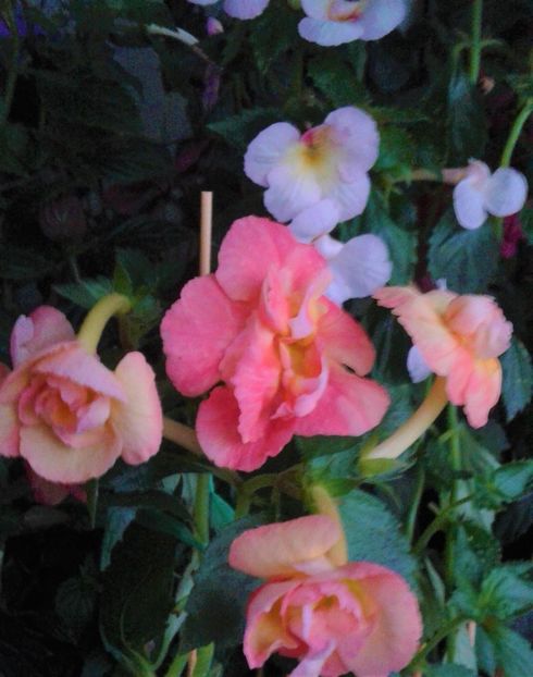  - achimenes 007 iem1985 2020