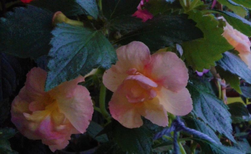  - achimenes 007 iem1985 2020