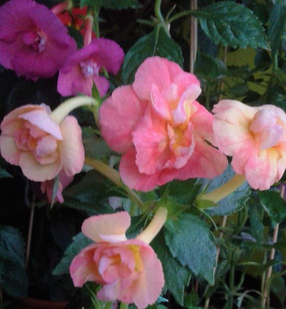  - achimenes 007 iem1985 2020