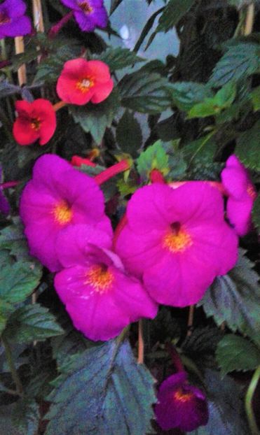  - achimenes 007 iem1985 2020