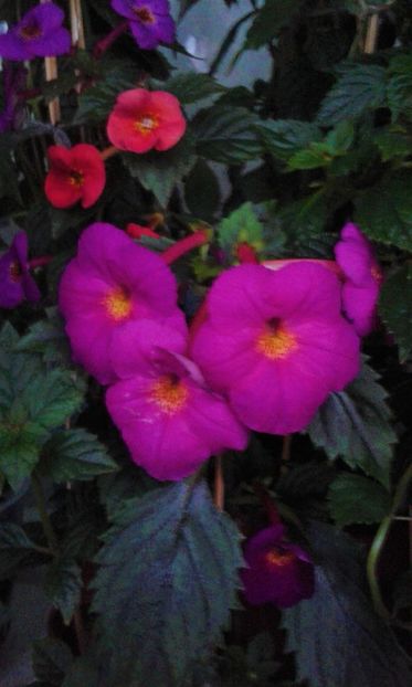  - achimenes 007 iem1985 2020