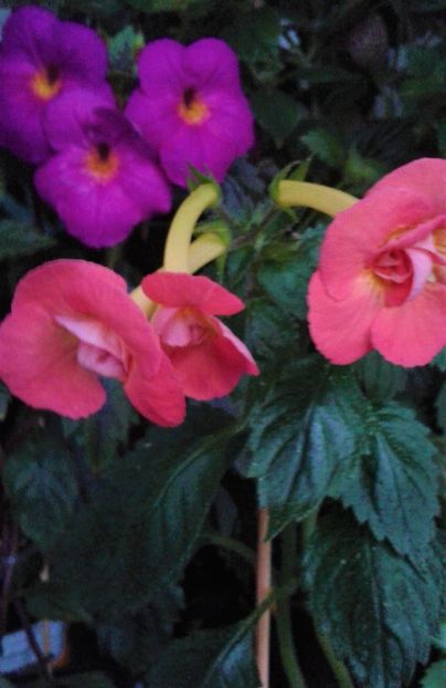  - achimenes 007 iem1985 2020