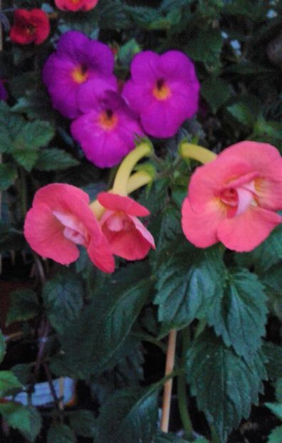  - achimenes 007 iem1985 2020