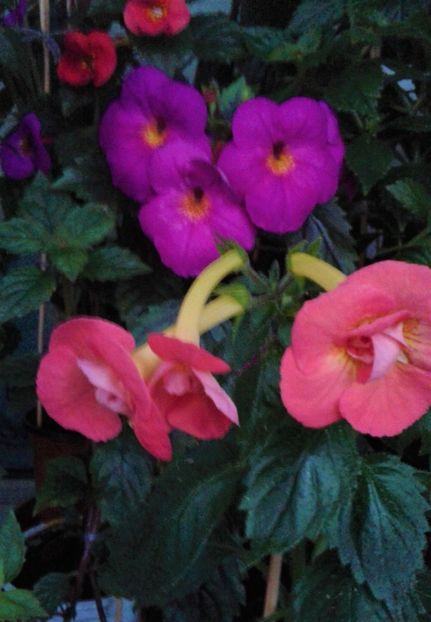  - achimenes 007 iem1985 2020